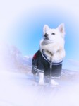 パステルコタロー.jpg