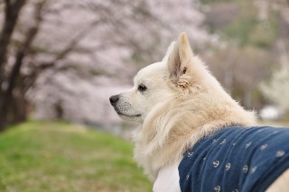110429-k5.jpeg