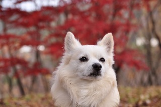 111127-k9.jpeg