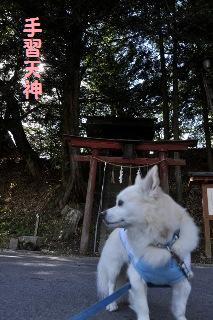 120930-k9.jpeg