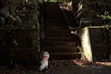121027-k9.jpeg