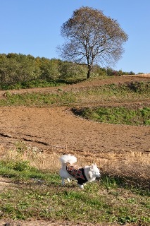 121103-k11.jpeg