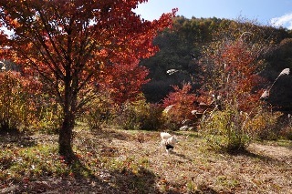 121103-k4.jpeg