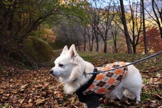 121103-k5.jpeg