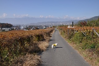 121110-k9.jpeg