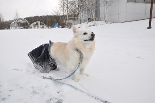 121209-k9.jpeg