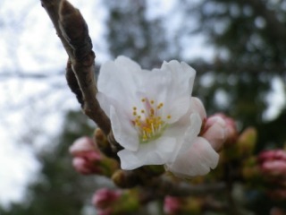 130402-1.jpg