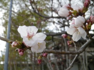 130403-3.jpg