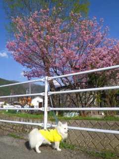 130411-3.jpg