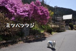 130413-k11.jpeg