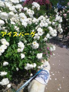 130609-2.jpg