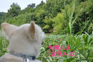 130728-k4.jpeg