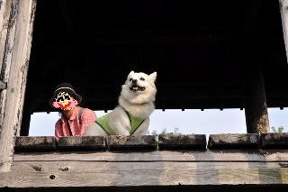 130922-k9.jpeg
