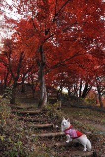 131109-k3.jpeg