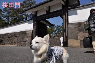 140308-k9.jpeg