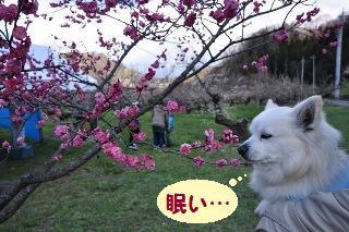 140406-k9.jpeg