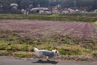 140426-k2.jpeg