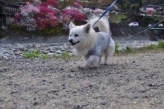 140427-k11.jpeg