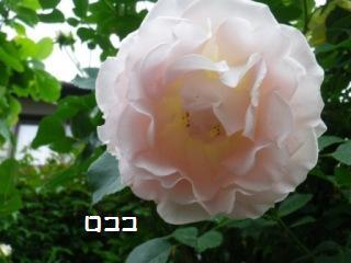 140605-4.jpg