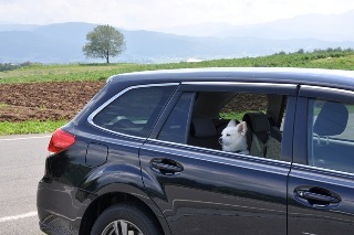 140727-k9.jpeg