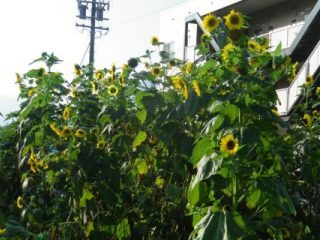 140801-1.jpg