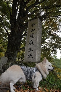 141004-k9.jpeg