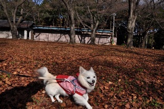 141115-k1.jpeg
