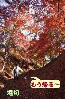 141115-k9.jpeg