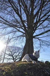 150103-k9.jpeg