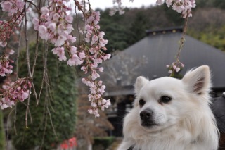 150419-k5.jpeg