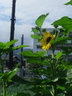 150622-1.jpg