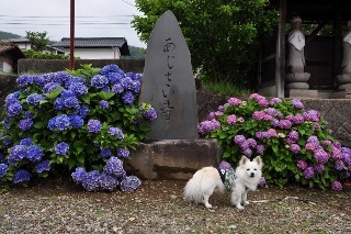 150705-k8.jpeg