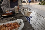 150906-k9.jpeg