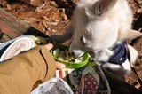 151103-k9.jpeg