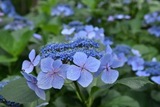 160716-k1.jpeg