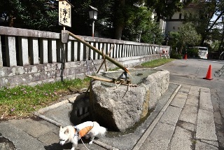 160925-k9.jpeg