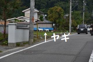 161002-k9.jpeg