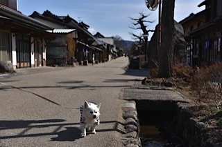 170226-k9.jpg