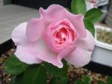 170531-4.jpg