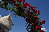 170604-k9.jpg