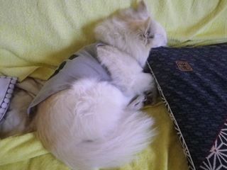 170611-2.jpg