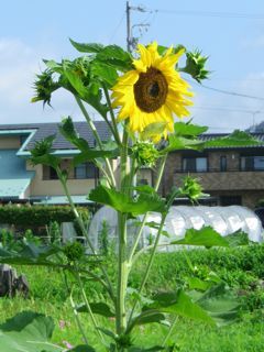 170707-1.jpg