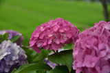 170723-k9.jpg