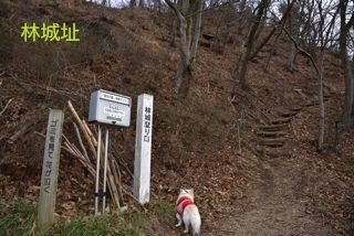 180101-k9.jpg