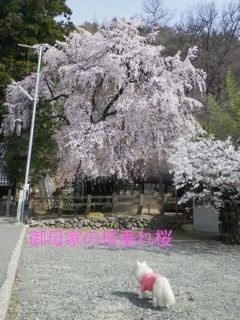 180403-6.jpg