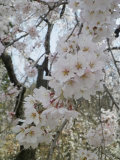 180403-7.jpg