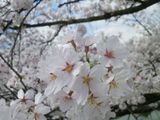 180405-11.jpg