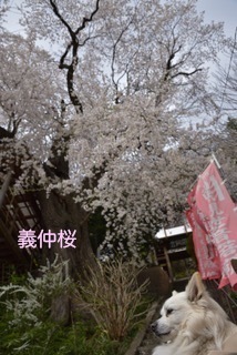 180407-k2.jpeg
