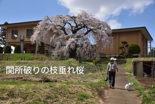 180407-k9.jpeg