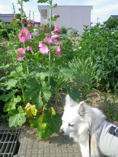 180605-1.jpg